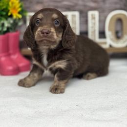Kiwano - Chocolate and cream male Dachshund puppy in Norwood, Missouri from Madra's Dashing Doxies