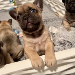 French Bulldog Puppies from Piper’s Pups