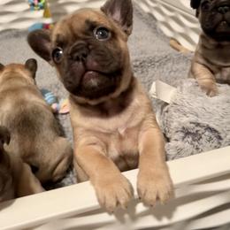 French Bulldog Puppies from Piper’s Pups