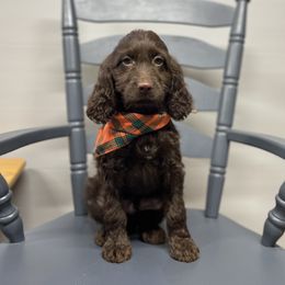 Sebastian - Liver and white male Springerdoodle puppy in Lisbon, Ohio from Willow Lane Doodles