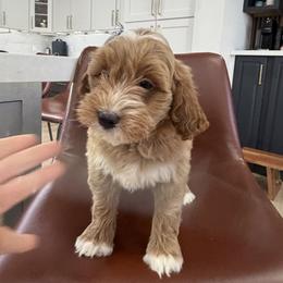 Tilly - Red  female Goldendoodle puppy in Mint Hill, North Carolina from DoodleForever