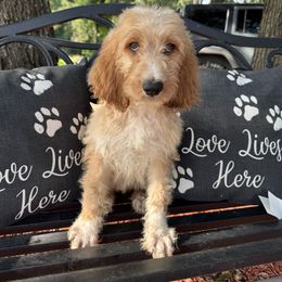 Teddy - male Irish Doodle puppy in Maryland from Grind Stone Breeding Kennels