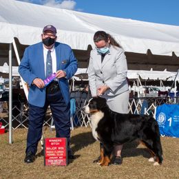 Diana - Bernese Mountain Dog