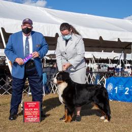 Diana - Bernese Mountain Dog
