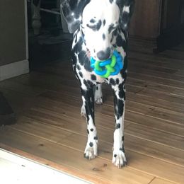 Dalmatian All Grown Up from Antietam Dalmatians
