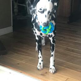 Dalmatian All Grown Up from Antietam Dalmatians