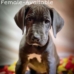 Great Dane Puppies from Sarabi’s Pride of Danes