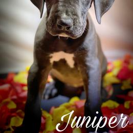 Great Dane Puppies from Sarabi’s Pride of Danes