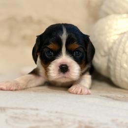 Jasper - Tri-color male Cavalier King Charles Spaniel puppy in Broxton, Georgia from Cavalier & Co.
