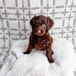 Bourbon - Chocolate male Goldendoodle puppy in Greencastle, Indiana from Willow & Co.