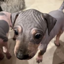 Dare- Poise I Dare-odactyl You - Black tan and white American Hairless Terrier puppy in Cleveland, Texas from Poise Aussies & American Hairless Terriers