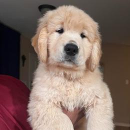 Aspen - Blue - Golden male Golden Retriever puppy in Sacramento, California from Bear State Goldens