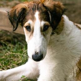 Borzoi Puppies from Emerald City Borzoi