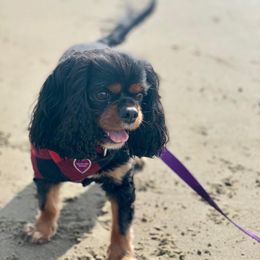 Alice - Cavalier King Charles Spaniel