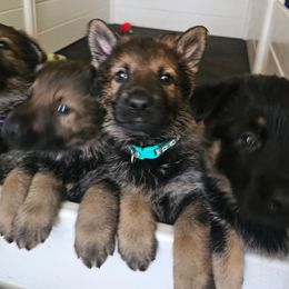 German Shepherd Puppies from Von Thomson Haus