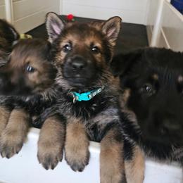 German Shepherd Puppies from Von Thomson Haus
