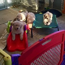 Golden Retriever Puppies from Tahnee Golden Retrievers
