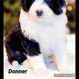 Australian Labradoodle, Bernedoodle, and Sheepadoodle Puppies from Lookingglass Doodles