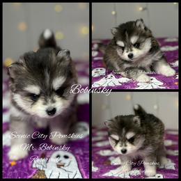 Mr Bobinsky - Black and white male Pomsky puppy in Rossville, Georgia from Scenic City Pomskies