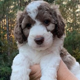 Goldendoodle Puppies from FamilyLoved Doodles