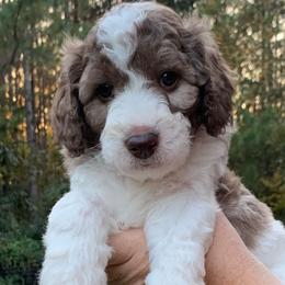 Goldendoodle Puppies from FamilyLoved Doodles