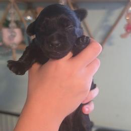 Cole - Black and gold male Yorkshire Terrier puppy in West Enfield, Maine from GRIFFEY'S SPA AND KENNEL