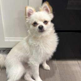 Pomeranians from Mannimal Farm