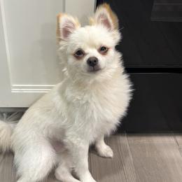 Pomeranians from Mannimal Farm