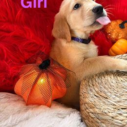 Golden Retriever Puppies from American True Golden retriever