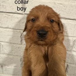 Black collar boy - Dark golden male Golden Retriever puppy in Buchanan, Georgia from Morgan’s Heart of Gold Retrievers