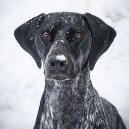 Amren - German Shorthaired Pointer