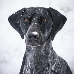 Amren - German Shorthaired Pointer