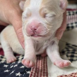 Papi - Cream and white male Chihuahua puppy in Xenia, Ohio from Moose Creek Chihuahua's