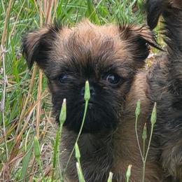 Nugget - Belge male Brussels Griffon puppy in Yucaipa, California from Griffs & Giggles Ranch - The Cortez Family