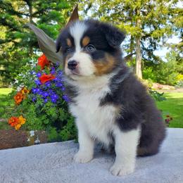 Carmen - Black tri-color female Australian Shepherd puppy in Olympia, Washington from Echelon Australian Shepherds