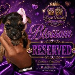Blossom - Black and tan female Yorkshire Terrier puppy in Atlanta, Georgia from Royal Beauties Yorkies of Atlanta