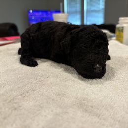 Goldendoodle and Poodle Puppies from Southern Stroll Poodles & Doodles