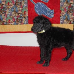 Poodle Puppies from DancingCloud Kennels