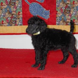 Poodle Puppies from DancingCloud Kennels