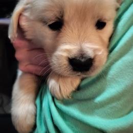 PurpleishPink - Light golden female Golden Retriever puppy in Madison, Ohio from Heckmans English Cream Golden Retrievers