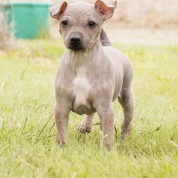 American Hairless Terrier and Anatolian Shepherd Dog Puppies from Wilsong AHT