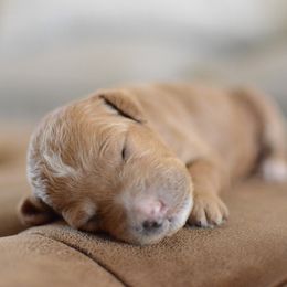 Goldendoodle Puppies from Maggies Doodles