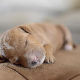 Goldendoodle Puppies from Maggies Doodles