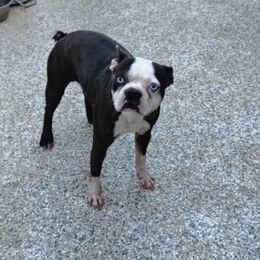 Kevin - Boston Terrier