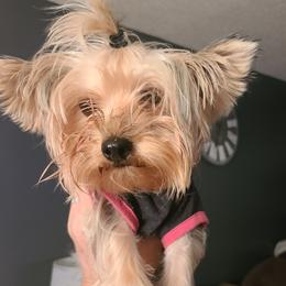 Daisy - Yorkshire Terrier