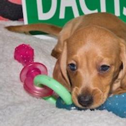 Dachshund Puppies from Cindy Foerster's Dachshunds