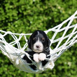 Vivian - Tri-color female Bernedoodle puppy in Lowry City, Missouri from Cooper Creek Puppies
