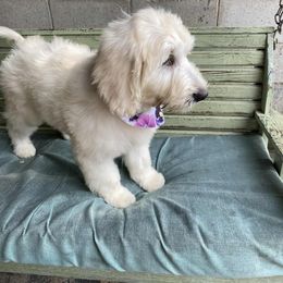 Goldendoodle Puppies from gwen odonell