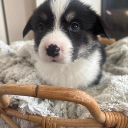 Pumbaa - Black and tan male Pembroke Welsh Corgi puppy in Washington from KB Corgis