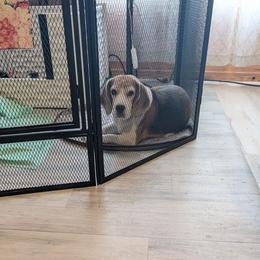 Pearl - Black tan and white female Beagle puppy in Mindenmines, Missouri from Debonair Beagles